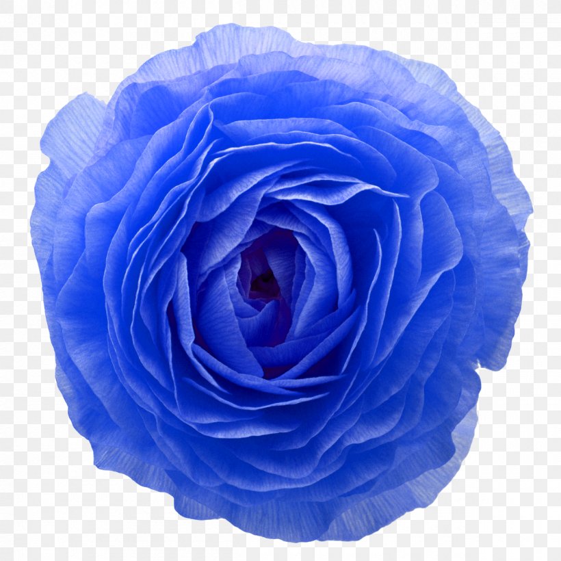 Blue Rose Toy Azul Brazilian Airlines Garden Roses Kong Goodie Bone, PNG, 1200x1200px, Blue Rose, Azul Brazilian Airlines, Ball, Blue, Cabbage Rose Download Free