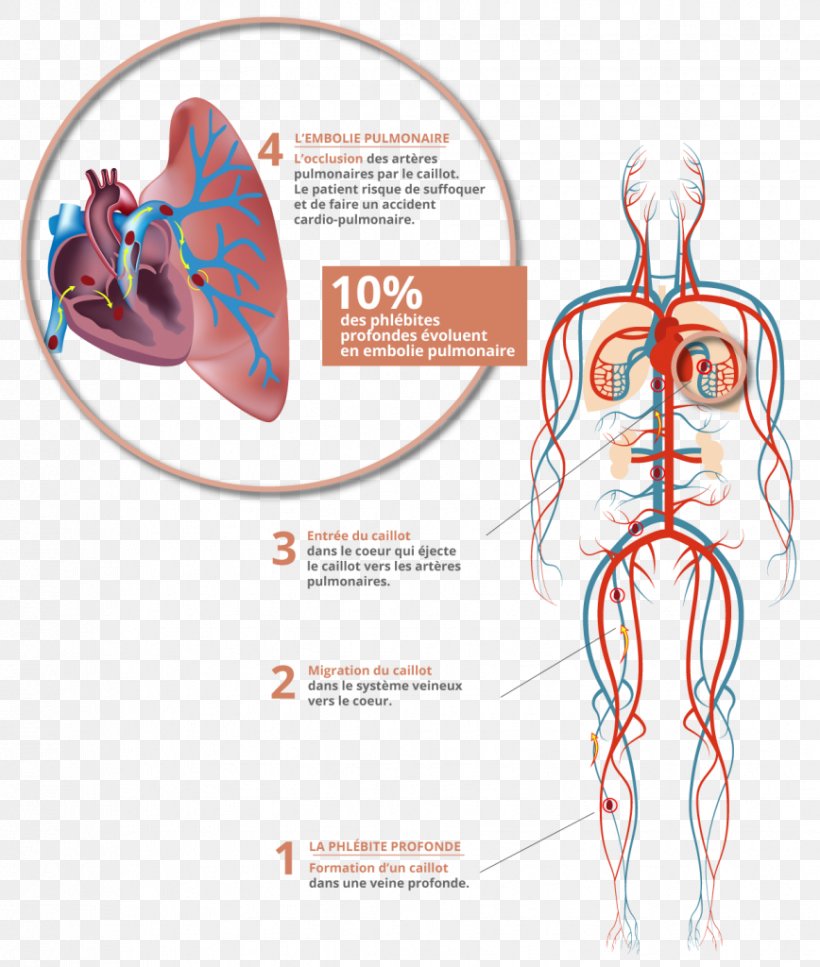 Circulatory System Royalty-free Photography, PNG, 868x1024px, Watercolor, Cartoon, Flower, Frame, Heart Download Free