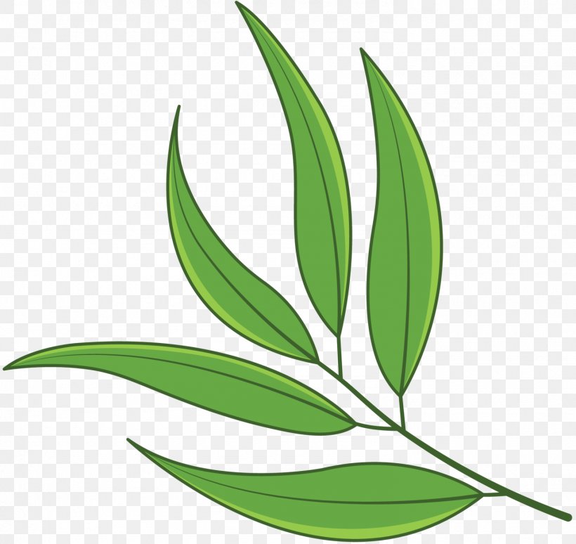 Leaf Plant Stem Grasses Flower, PNG, 1490x1407px, Leaf, Botany, Eucalyptus, Flower, Flowering Plant Download Free