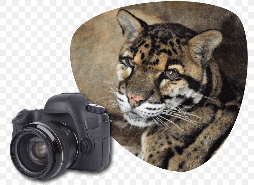 Tiger Clouded Leopard Wildcat Great Cats World Park, PNG, 781x598px, Tiger, Big Cat, Big Cats, Carnivoran, Cat Like Mammal Download Free