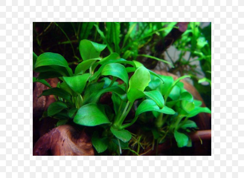 Anubias Barteri Var. Nana Aquarium Aquatic Plants Aquarienpflanze, PNG, 600x600px, Anubias Barteri Var Nana, Anubias, Anubias Barteri, Aquarienpflanze, Aquarium Download Free