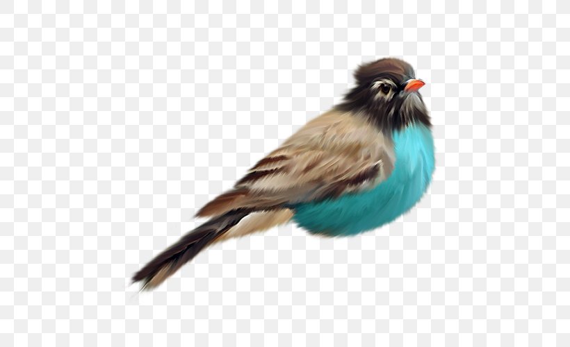 Bird Clip Art, PNG, 500x500px, Bird, American Sparrows, Beak, Bustard, Cuculiformes Download Free