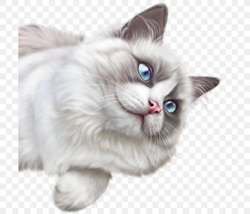 Cat Kitten Clip Art, PNG, 700x700px, Cat, Asian Semi Longhair, Birman, Carnivoran, Cat Like Mammal Download Free