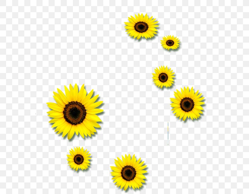 Common Sunflower Euclidean Vector Clip Art, PNG, 709x638px, Common Sunflower, Black And White, Daisy Family, Flower, Flowering Plant Download Free