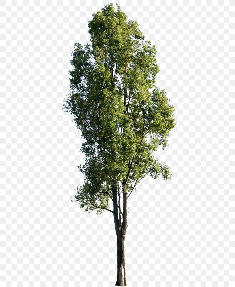 Family Tree Background, PNG, 440x1000px, Populus Nigra, American Larch, Architecture, Birch, Birch Family Download Free