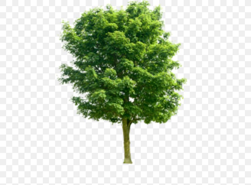 Stock Photography Tree Juglans Pruning, PNG, 516x605px, Stock Photography, Branch, Deciduous, Evergreen, Green Download Free