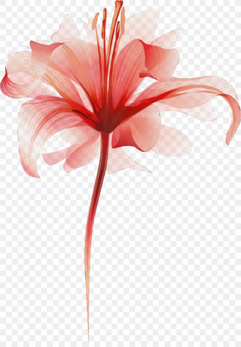 Amaryllis Plant Stem Cut Flowers Petal Pink M, PNG, 928x1336px, Lily Flower, Amaryllis, Biology, Closeup, Cut Flowers Download Free