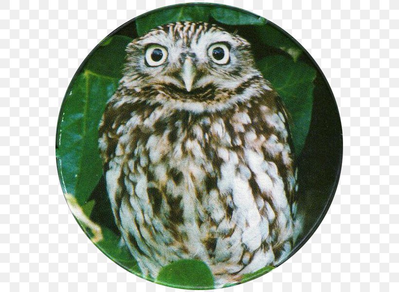 Barn Owl Bird Of Prey Eurasian Eagle-owl, PNG, 600x600px, Owl, Angry Birds, Barn Owl, Beak, Bird Download Free