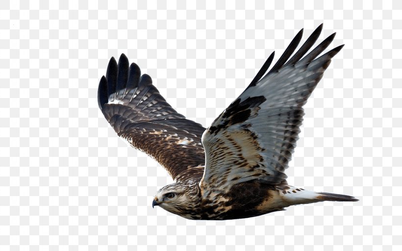 Bird Of Prey Rough-legged Buzzard Hawk Flight, PNG, 1280x800px, Bird, Accipitriformes, Bald Eagle, Beak, Bird Of Prey Download Free