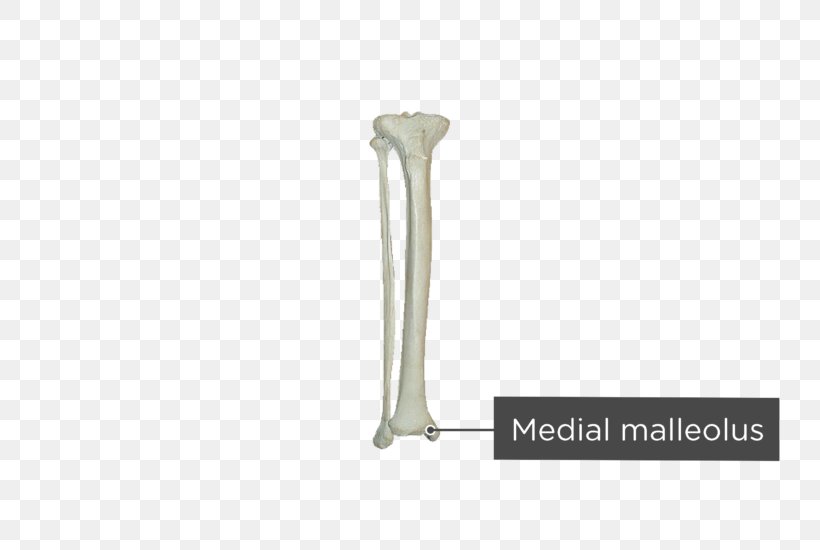 Fibula Tibia Bone Human Skeleton Malleolus, PNG, 745x550px, Fibula, Anatomical Terms Of Location, Biology, Bone, Coronal Plane Download Free