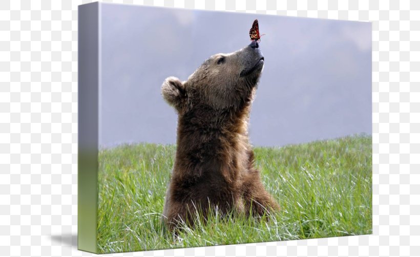 Grizzly Bear Canvas Print Art, PNG, 650x502px, Grizzly Bear, Animal, Art, Artist, Bear Download Free