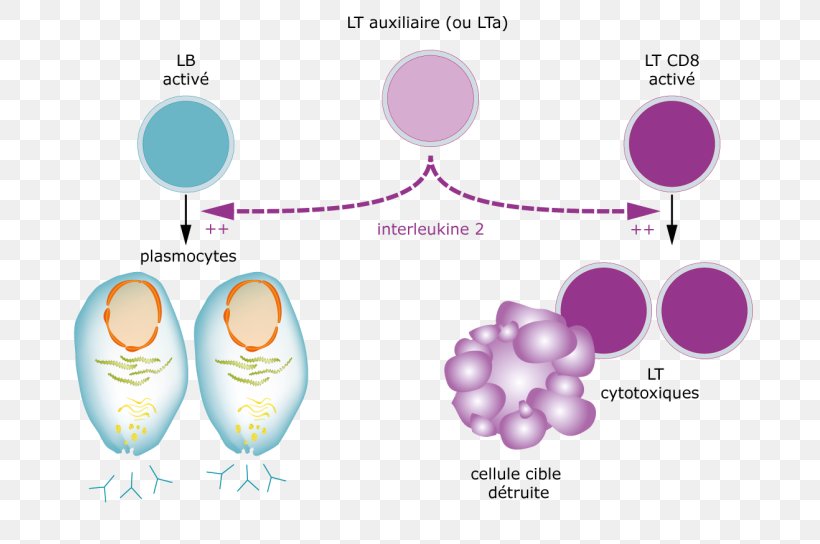Interleukin-2 T Helper Cell T Cell Immune System, PNG, 745x544px, Interleukin, Adaptive Immune System, Antibody, Antigen, B Cell Download Free