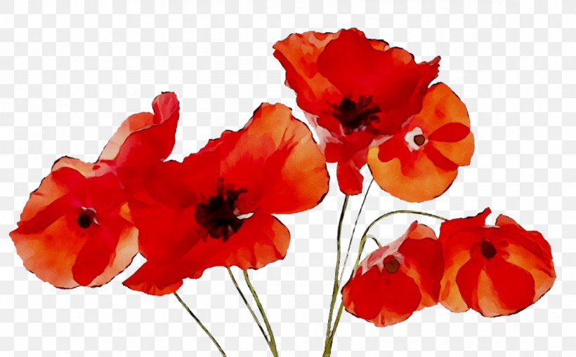 Winnipeg Transit Poppy Armistice Day Veteran, PNG, 1171x728px, Winnipeg, Annual Plant, Armistice Day, Botany, Canada Download Free