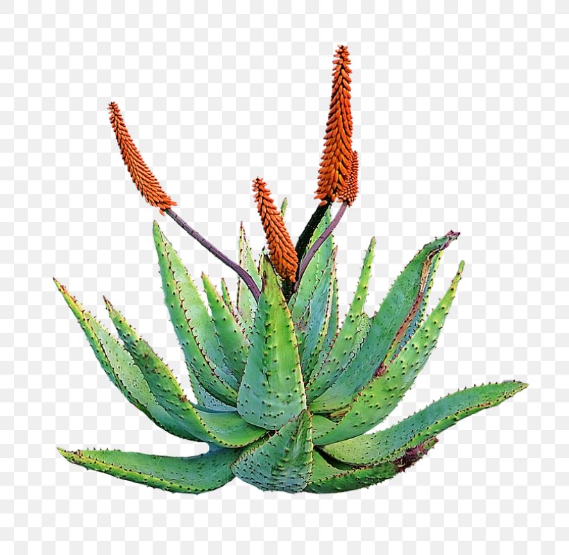 Aloe Vera Medicinal Plants Medicine Succulent Plant Skin, PNG, 800x800px, Aloe Vera, Agave, Agave Azul, Aloe, Aloes Download Free
