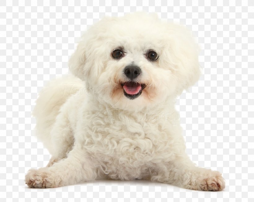 Bichon Frise Maltese Dog Bolognese Dog Havanese Dog Poodle, PNG