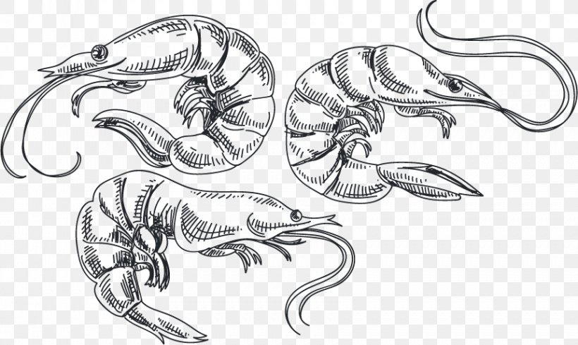 Caridea Shrimp Sketch, PNG, 861x514px, Drawing, Artwork, Automotive Design, Black And White, Body Jewelry Download Free