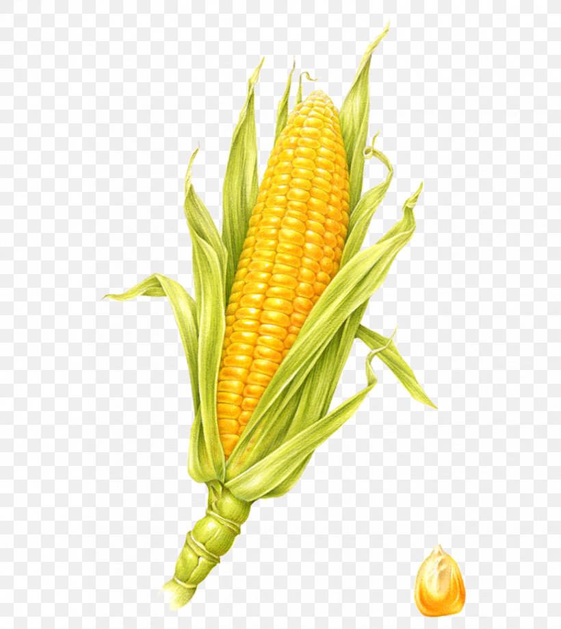 Corn On The Cob Visual Arts Maize Illustration, PNG, 825x924px, Corn On The Cob, Art, Cartoon, Commodity, Computer Graphics Download Free