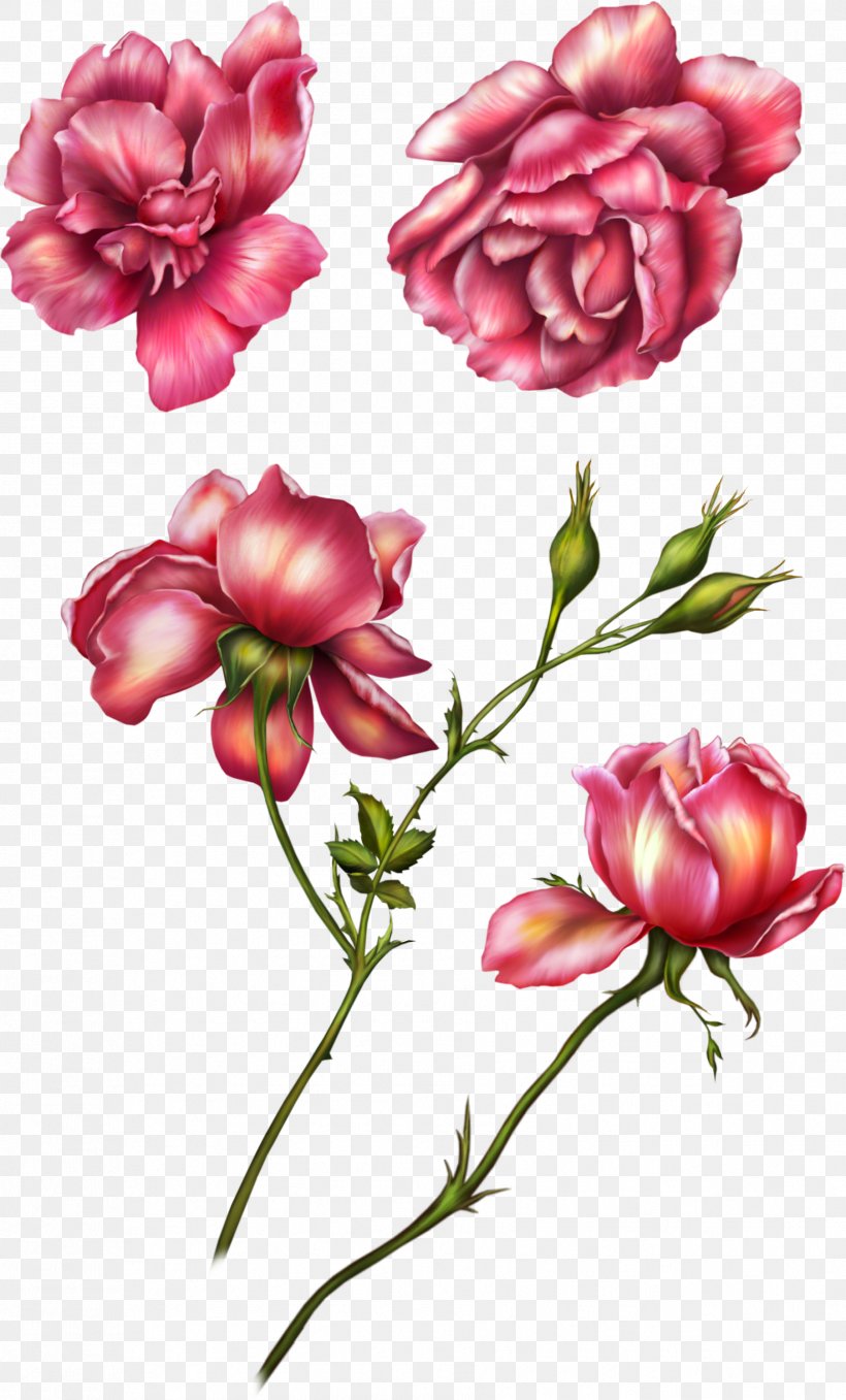 Flower Garden Roses Clip Art, PNG, 1806x2989px, Flower, Cut Flowers, Faststone Image Viewer, Flowering Plant, Garden Roses Download Free