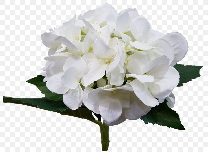 Hydrangea Cut Flowers Petal Herbaceous Plant, PNG, 800x600px, Hydrangea, Branch, Branching, Cornales, Cut Flowers Download Free