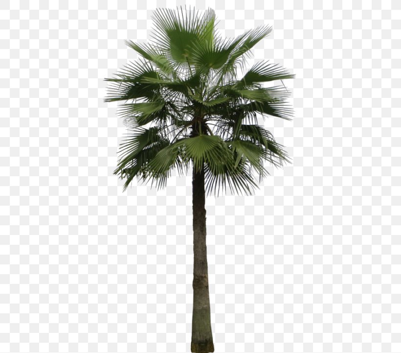 Mexican Fan Palm Arecaceae Areca Palm Tree Sago Palm, PNG, 400x721px, Mexican Fan Palm, Areca Nut, Areca Palm, Arecaceae, Arecales Download Free