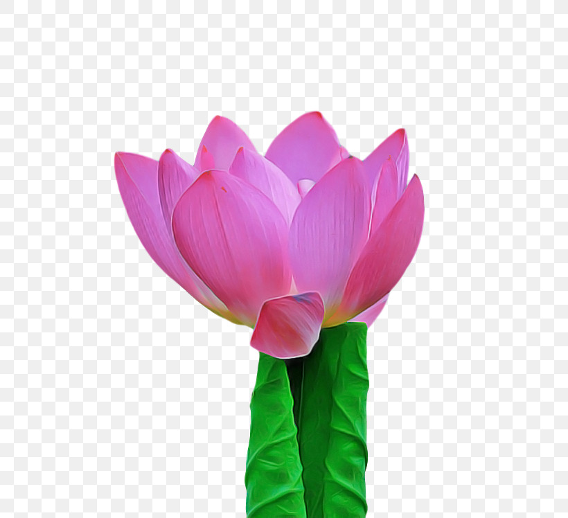 Sacred Lotus Cut Flowers Tulip Nelumbonaceae Aquatic Plant, PNG, 800x748px, Sacred Lotus, Aquatic Plant, Biology, Cut Flowers, Flower Download Free