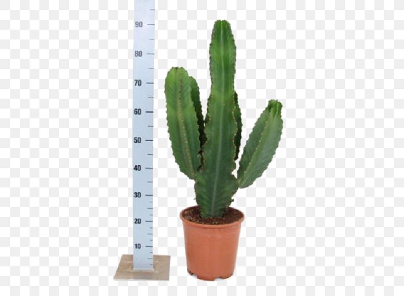 San Pedro Cactus Euphorbia Ingens Euphorbia Milii Cactaceae Houseplant, PNG, 600x600px, San Pedro Cactus, Acanthocereus Tetragonus, Cactaceae, Cactus, Caryophyllales Download Free