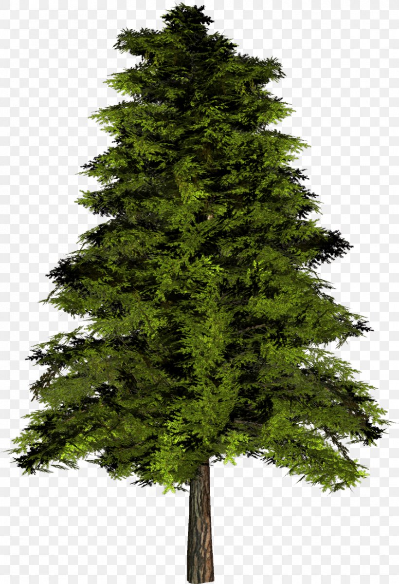 The Rider Alnus Incana Tree English Oak, PNG, 887x1297px, Rider, Alder, Alnus Cordata, Alnus Incana, Biome Download Free