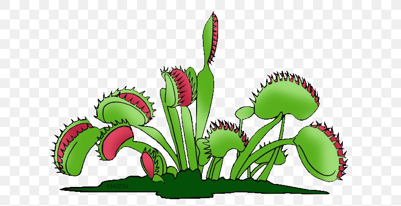 Venus Flytrap Carnivorous Plant Clip Art, PNG, 648x422px, Venus Flytrap, Carnivore, Carnivorous Plant, Drawing, Flower Download Free