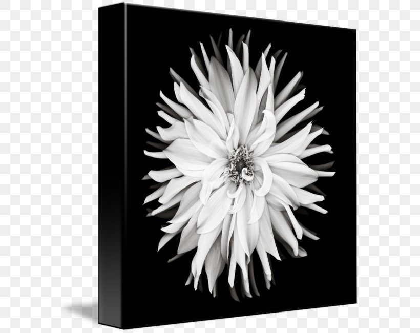 Black And White Monochrome Photography, PNG, 589x650px, Black And White, Chrysanths, Dahlia, Daisy Family, Flora Download Free