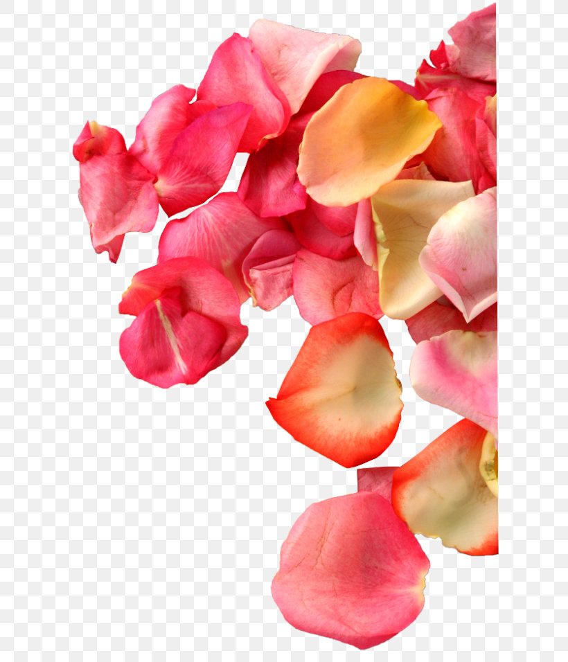 Designer Heart Pink, PNG, 620x956px, Designer, Beach Rose, Cut Flowers, Flower, Flowering Plant Download Free