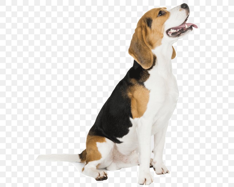 Harrier English Foxhound Beagle American Foxhound Grand Anglo-Français Tricolore, PNG, 588x654px, Harrier, American Foxhound, Beagle, Beagle Harrier, Beagleharrier Download Free