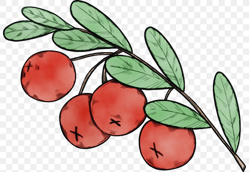 Leaf Lingonberry Tree Apple, PNG, 800x566px, Watercolor, Apple, Biology, Branching, Flower Download Free