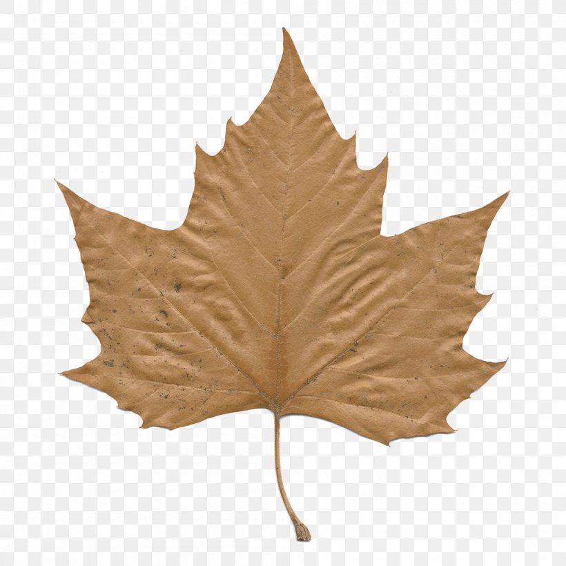 Oak Tree Drawing, PNG, 1000x1000px, Sugar Maple, Autumn Leaf Color, Black Maple, Brown, Child Download Free