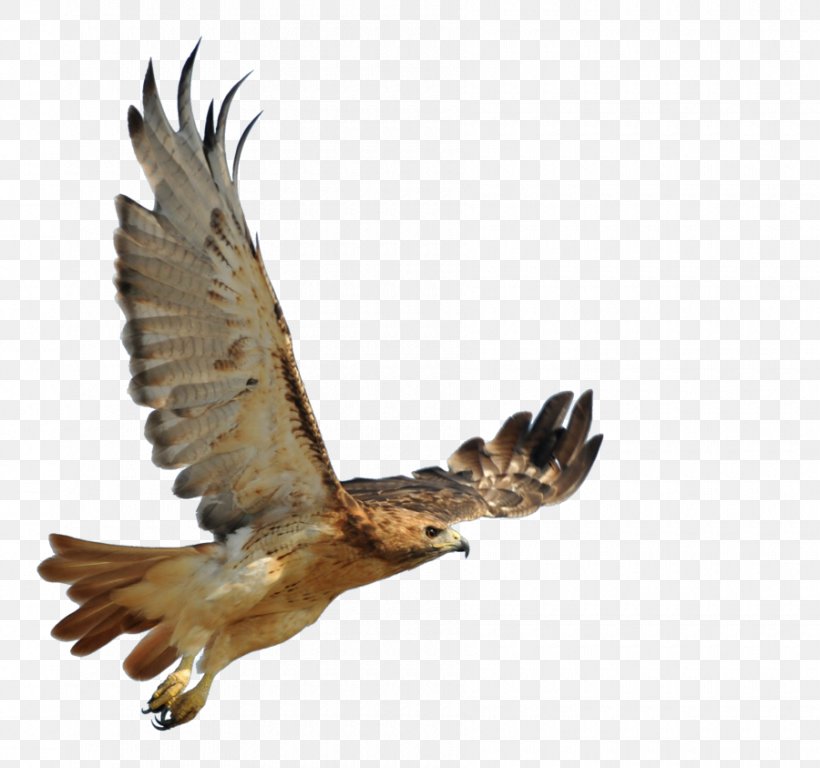 Red-tailed Hawk Buzzard Bird European Robin, PNG, 900x843px, Hawk, Accipitriformes, American Robin, Animal, Beak Download Free