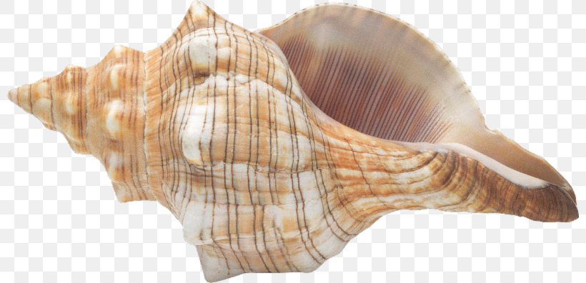 Conch Seashell Digital Image Clip Art, PNG, 800x396px, Conch, Cdr, Cockle, Digital Image, Image File Formats Download Free