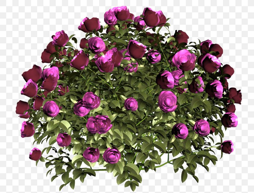 Garden Roses Cut Flowers Petal, PNG, 800x624px, Rose, Annual Plant, Cigarette, Cut Flowers, Female Download Free