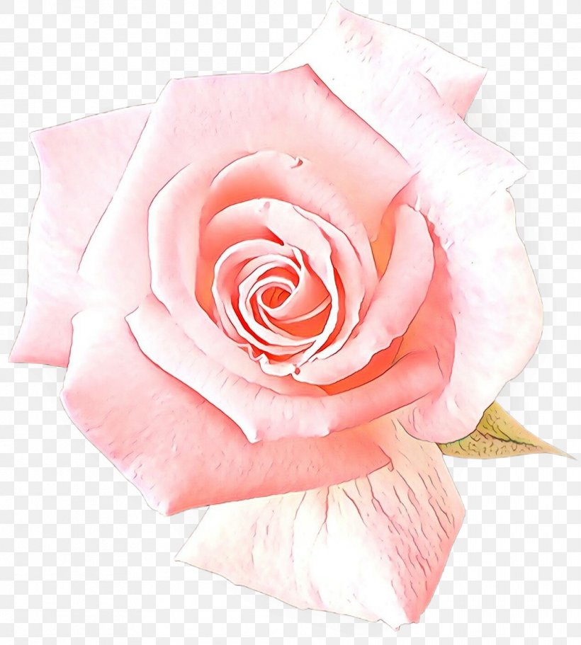 Garden Roses, PNG, 1041x1157px, Cartoon, Floribunda, Flower, Garden Roses, Hybrid Tea Rose Download Free