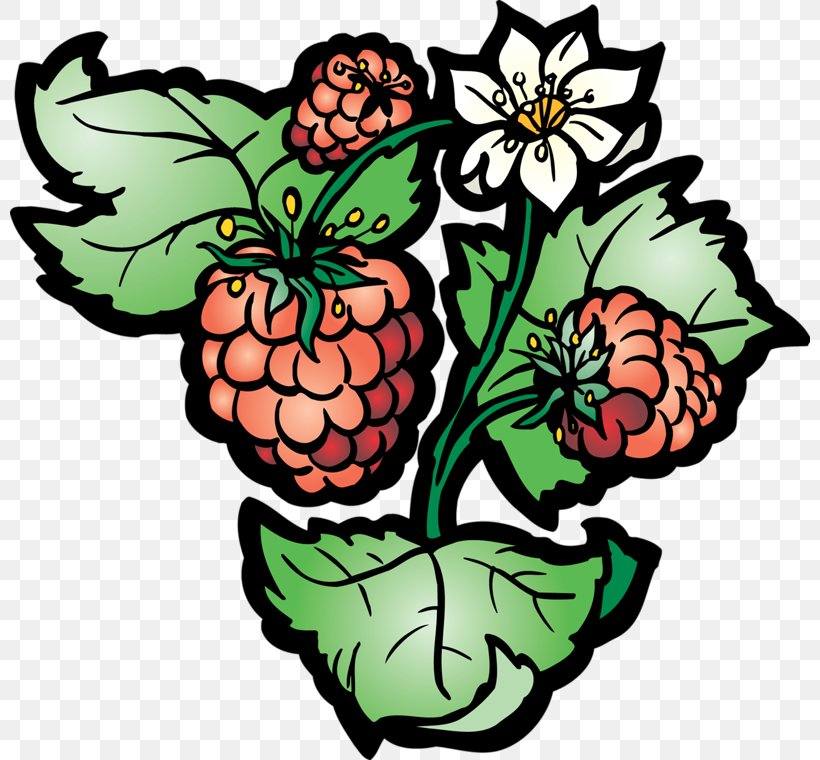 Grape Raspberry Clip Art, PNG, 800x760px, Grape, Artwork, Floral Design, Flower, Flowering Plant Download Free