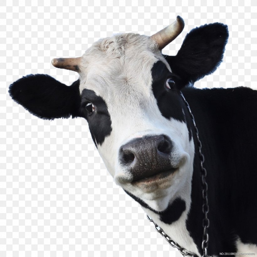 Holstein Friesian Cattle Cow Wallpaper Sheep Goat Android, PNG, 1024x1024px, Holstein Friesian Cattle, Brown Swiss Cattle, Calf, Cattle, Cattle Like Mammal Download Free