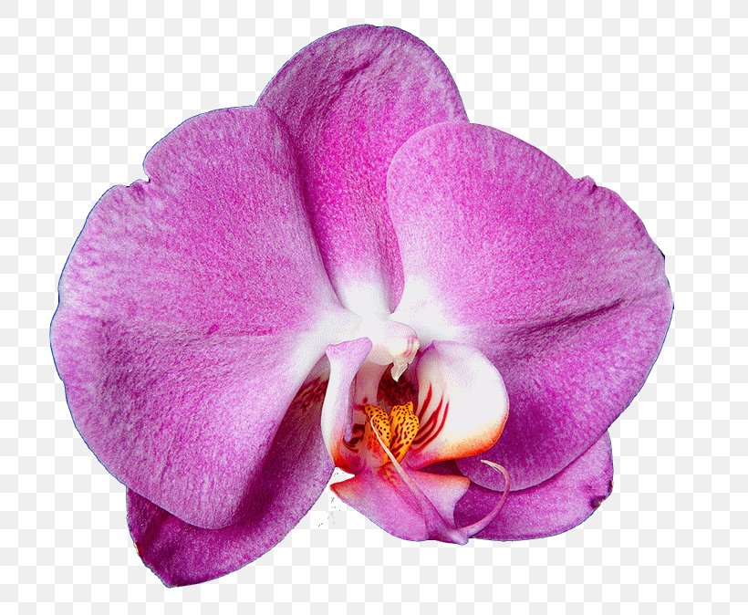 Moth Orchids Artificial Flower Cattleya Orchids, PNG, 800x674px, Orchids, Artificial Flower, Cattleya, Cattleya Orchids, Floraison Download Free