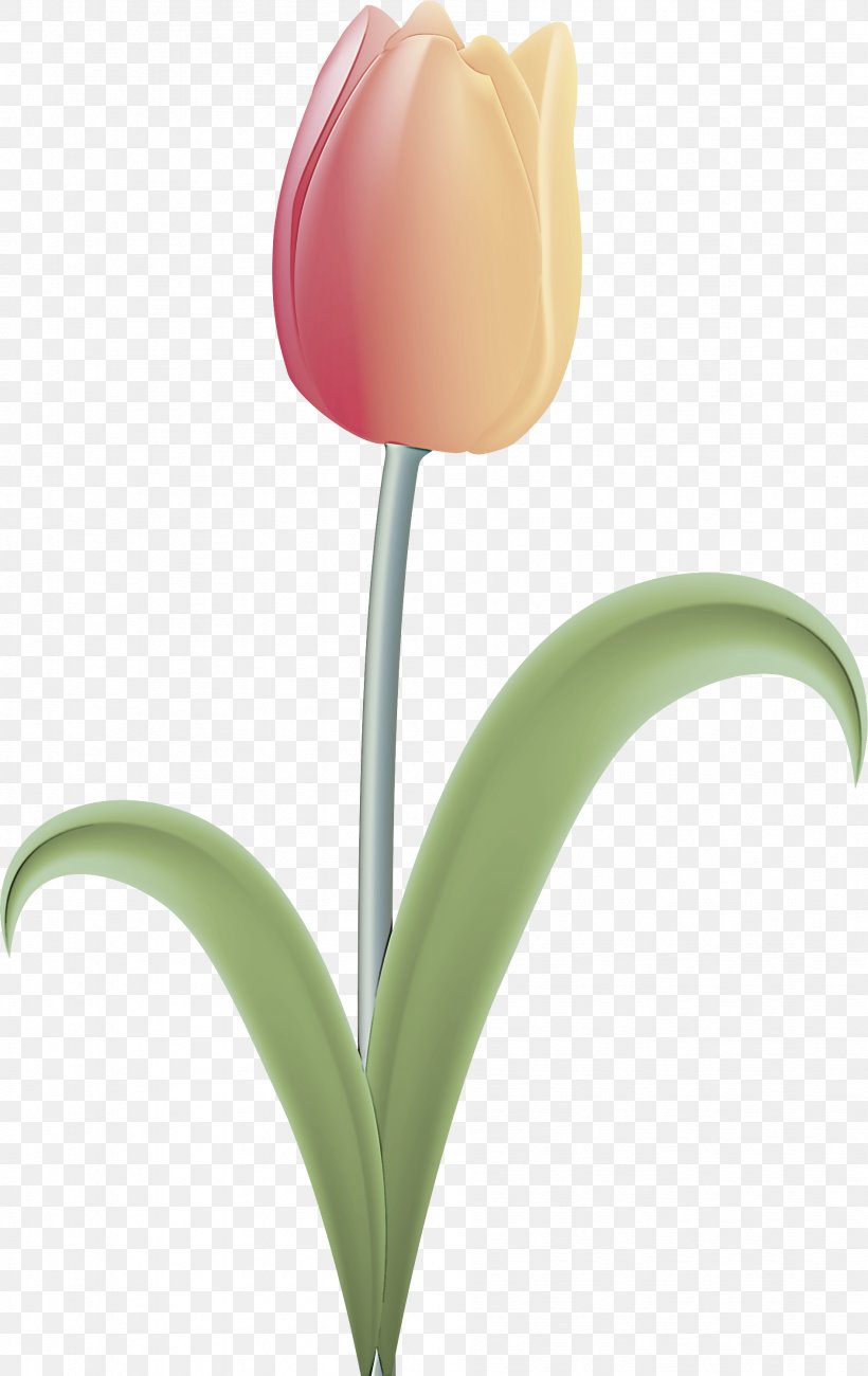 Tulip Flower Plant Petal Lily Family, PNG, 1891x3000px, Tulip, Cut Flowers, Flower, Flowering Plant, Leaf Download Free