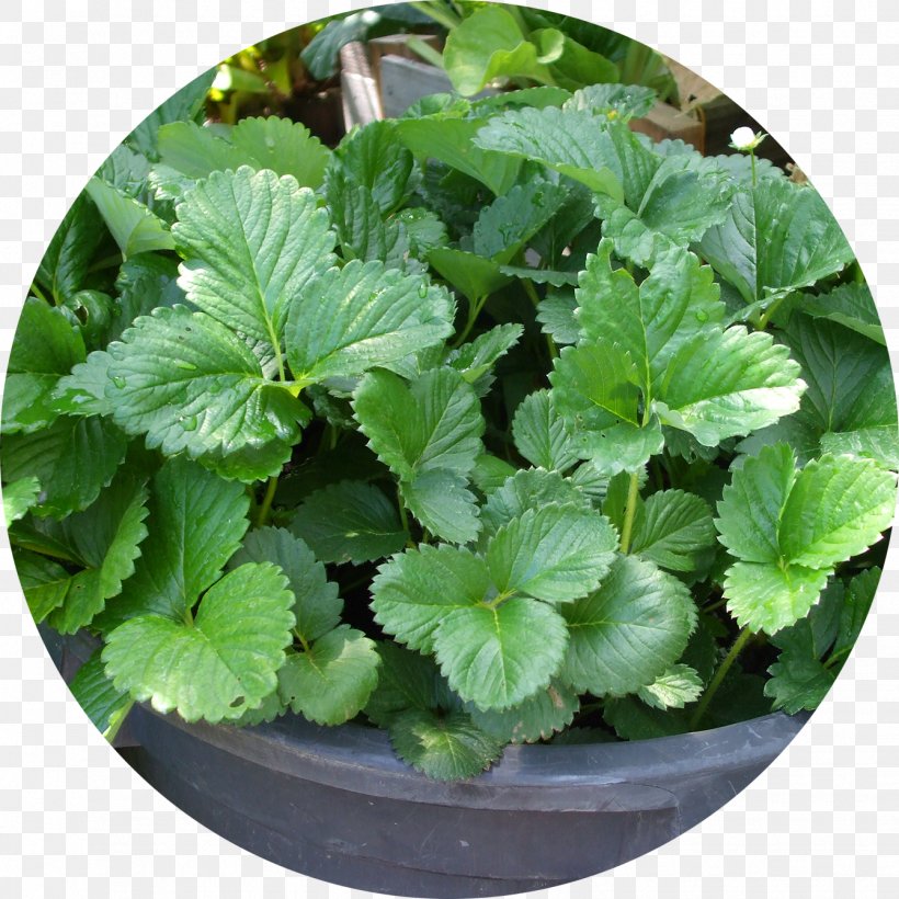 Green Waste Compost Food Waste Lemon Balm, PNG, 1338x1338px, Green Waste, Asthma Spacer, Biodegradation, Compost, Food Download Free