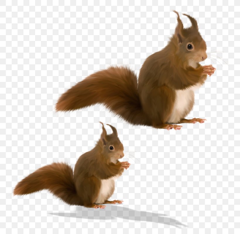 Tree Squirrel Hare Animation Rabbit Clip Art, PNG, 800x800px, Tree Squirrel, Animal, Animation, Blog, Chipmunk Download Free