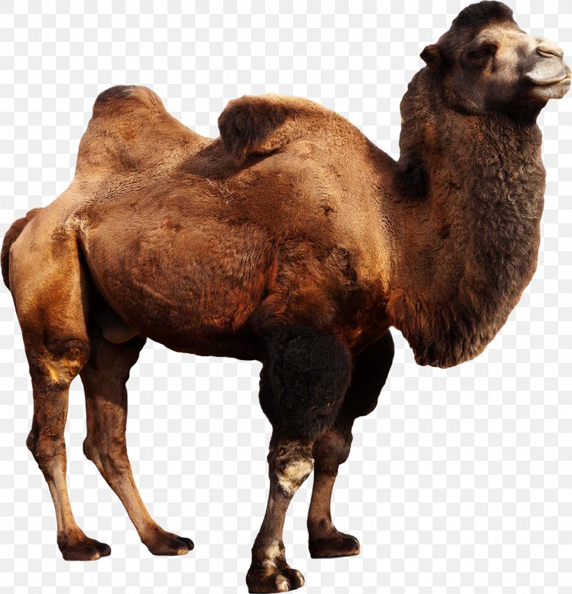Wild Bactrian Camel Dromedary Stock Photography Camelops, PNG, 1155x1199px, Bactrian Camel, Arabian Camel, Camel, Camel Like Mammal, Camelops Download Free