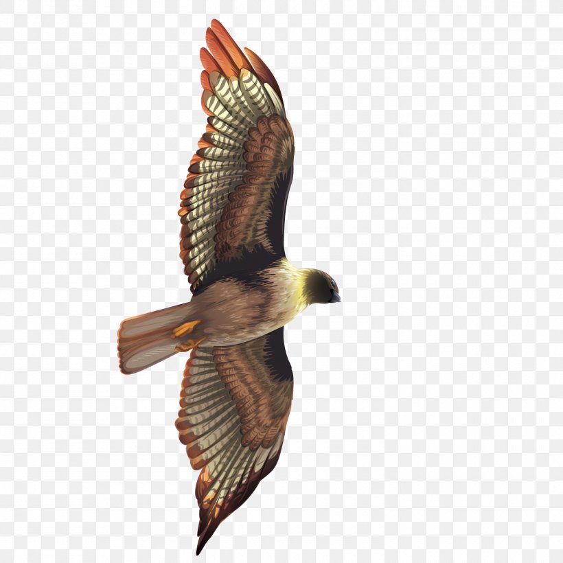 Bird Crows Hawk Eagle, PNG, 1500x1500px, Bird, Accipitriformes, Beak, Bird Of Prey, Buzzard Download Free