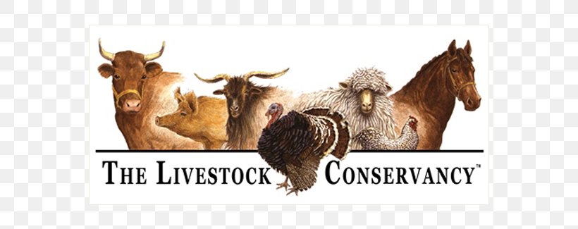 Dexter Cattle Faverolles Chicken Shorthorn The Livestock Conservancy, PNG, 800x325px, Dexter Cattle, American Poultry Association, Animal Figure, Breed, Cattle Download Free