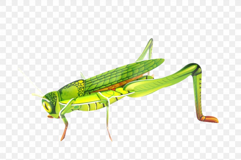 Grasshopper Locust Insect Sauterelle Le Géant De La Fête, PNG, 4288x2848px, Grasshopper, Allier, Arthropod, Cricket, Cricket Like Insect Download Free