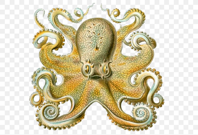 Octopus Art Forms In Nature Squid Orchidae Cephalopod, PNG, 577x562px, Octopus, Art Forms In Nature, Cephalopod, Common Octopus, Discomedusae Download Free