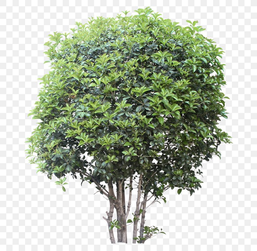 Plane Cartoon, PNG, 722x800px, Tree, Banco De Imagens, Flower, Forest, Motech Industries Inc Download Free