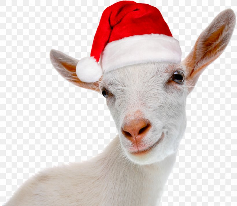 Yule Goat Christmas Card Greeting & Note Cards, PNG, 822x715px, Goat, Caprinae, Cattle, Cattle Like Mammal, Christmas Download Free